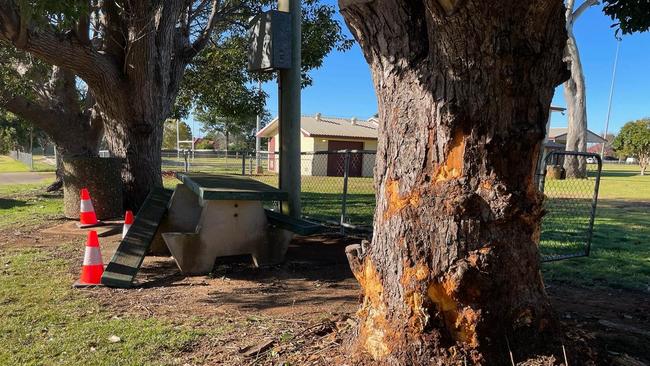 A young person has been killed after an alleged stolen car crashed into large trees on a suburban Toowoomba street in the early hours of Friday morning, July 14. Picture: Jordan Philp