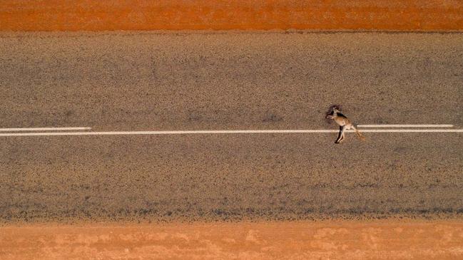 Colliding Views, by Justin Gilligan, Australia. Highly commended, Wildlife Photojournalism