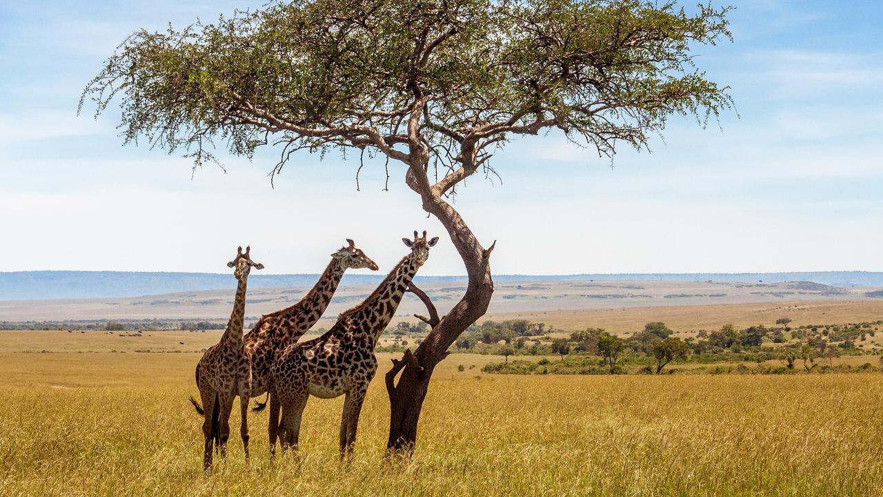 Has the Lion King got you in the mood for a safari adventure?