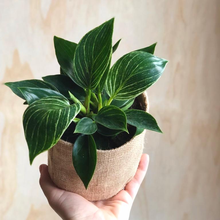 Gift a plant and they will always be thinking of you.