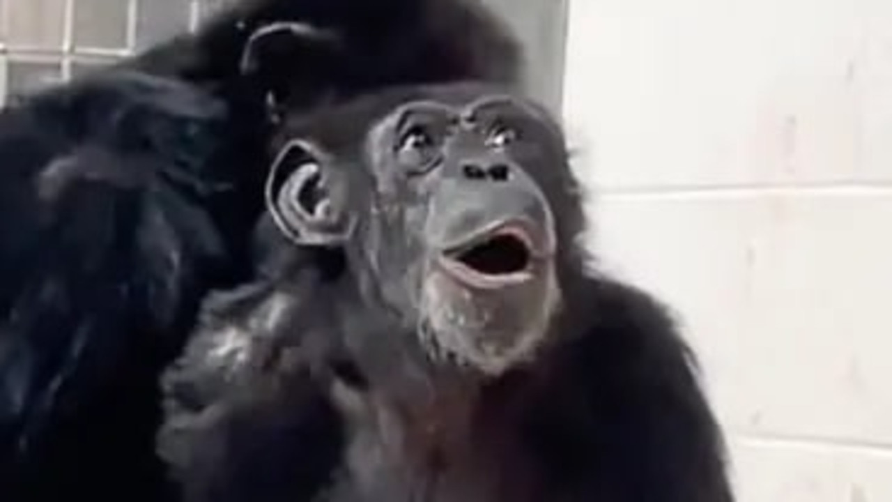 Kids News: Video shows joyful moment Vanilla the rescue chimpanzee sees