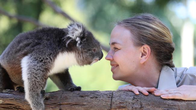 Merri is very affectionate towards her keepers who all hope that she might be a big sister very soon. Picture: Alex Coppel.