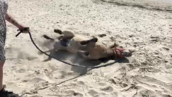 Bonna Point dog beach in Kurnell