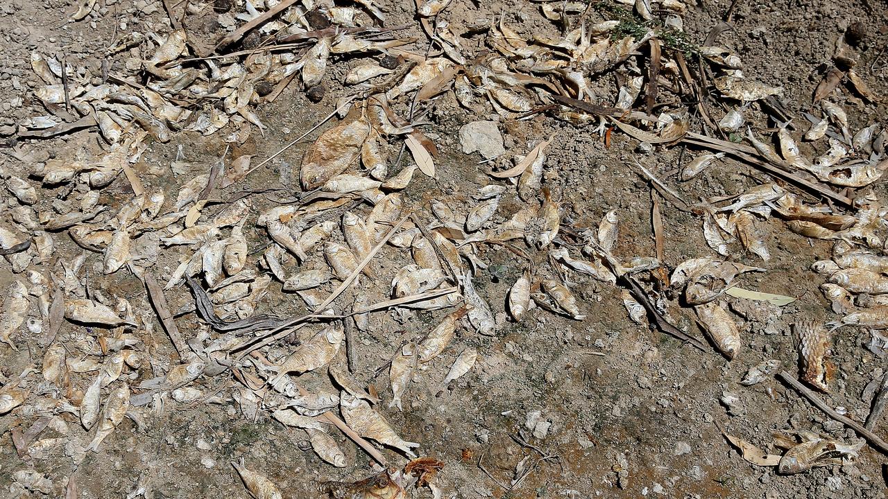 Mr Stutchbury hit out at the mass native fish deaths at Menindee. Picture: Toby Zerna