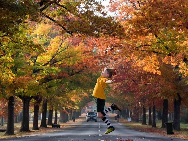 Fox, 8, leaps as he crosses Honour Avenue in Macedon against the backdrop of autumn’s finest. Picture: Jay Town