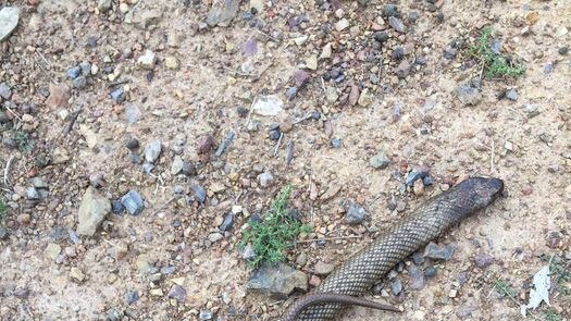 The snake that found its way onto Rebekah Kampe's property in Warwick (Photo: Facebook)