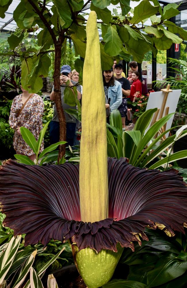 Thousands of people have made their way to the Geelong Botanic Garden to get a whiff of the rare and foul smelling corpse flower. Picture: City of Greater Geelong