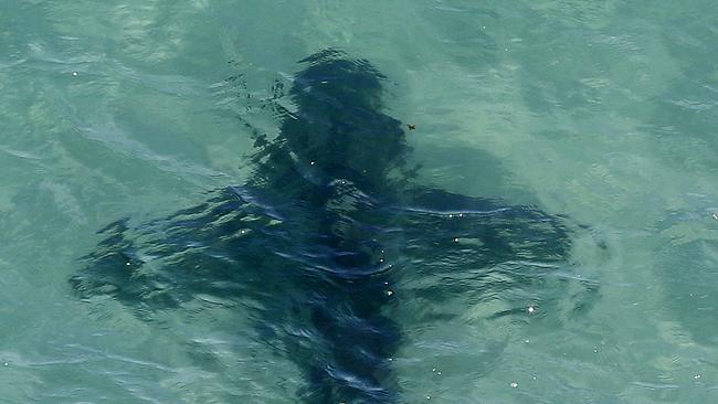 A shark spotted near the Aldinga area by the Westpac Surf Life Saving helicopter. Picture Sarah Reed