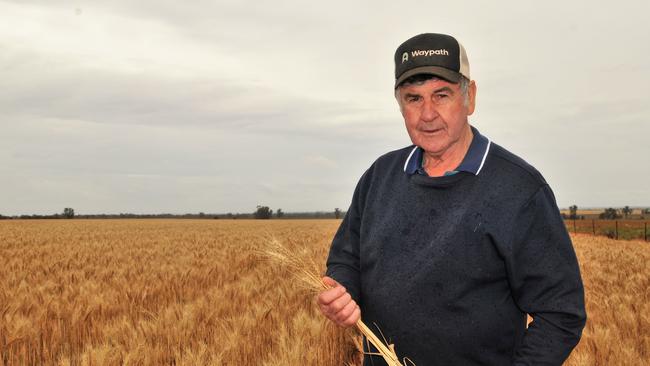 Farmer Ron Hards in a crop on his farm near Mildura, in the Millewa region, of northwest Victoria. October 2020. Picture: James Wagstaff