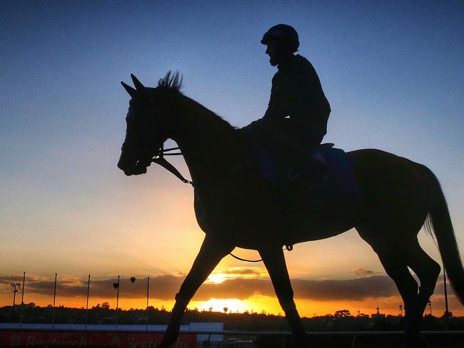 Hart-starter: Godolphin galloper Hartnell walks on to the Moonee Valley course proper at first light. Picture: Colleen Petch