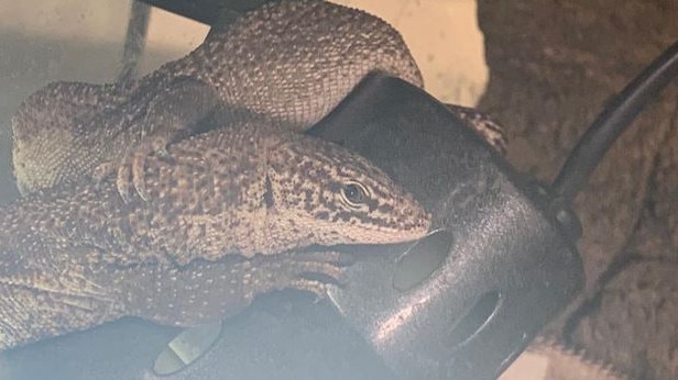 A lizard seized by police on Wednesday. Picture: NSW Police Force