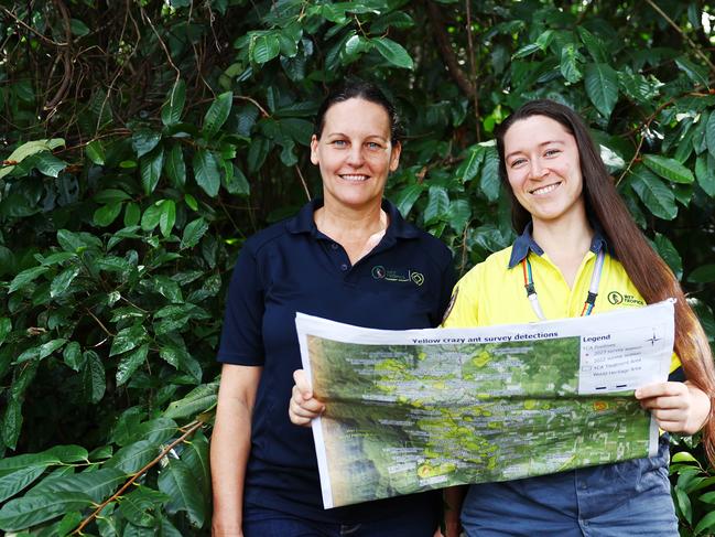 The Wet Tropics Management Authority yellow crazy ants eradication program has seen a record 365 hectares of land eradicated of yellow crazy ants in a single treatment, which is the largest area in the world. Wet Tropics Management Authority yellow crazy ants eradication project manager Lucy Karger and acting technical team leader Jules Seabright have seen the eradication of the invasive species in residential blocks, agricultural land and World Heritage rainforest south of Cairns. Picture: Brendan Radke