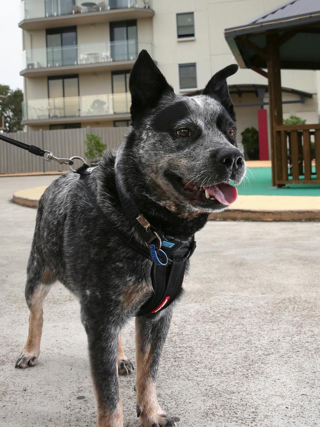 Diesel the cattle dog was facing eviction from his Redcliffe apartment.