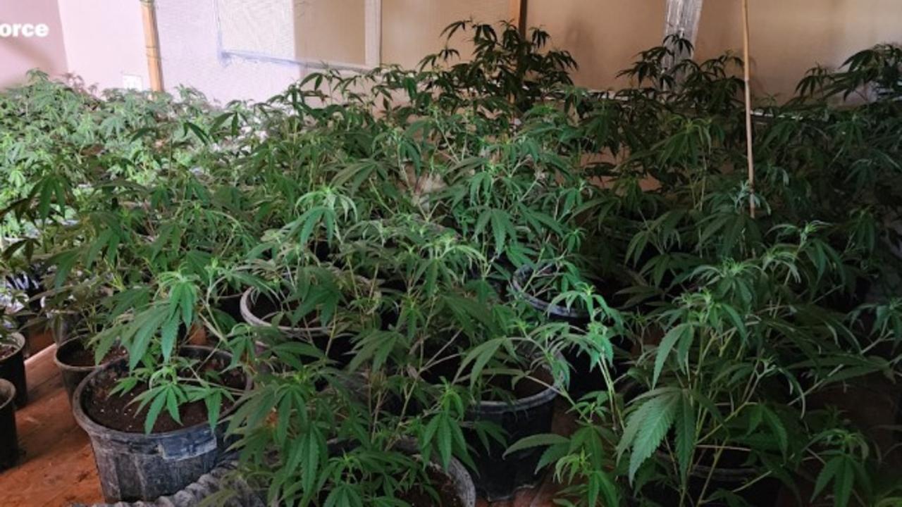 Crop sitter ‘exploited’ in million dollar weed operation