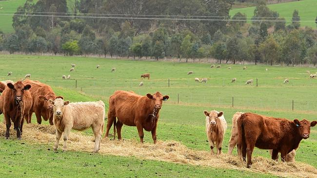 Eastern Young Cattle Indicator approaches 600c/kg mark | The Weekly Times