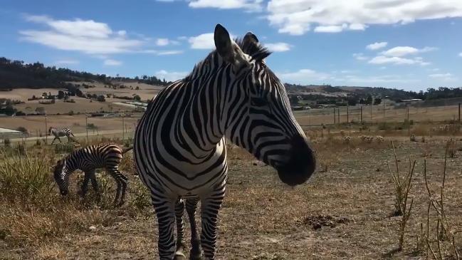 Jupiter The Baby Zebra