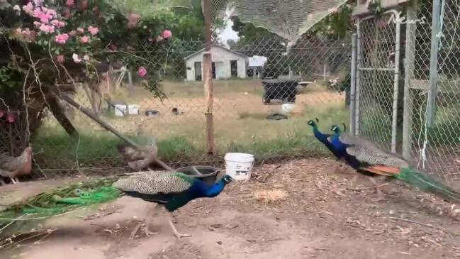 Mysterious journey for three Bellarine peacocks