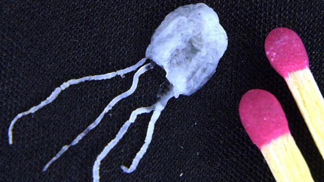 A tiny but fully grown deadly Irukandji jellyfish lies next to match sticks for size comparison.