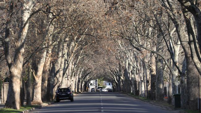 Victoria Ave, Unley Park. Picture Dean Martin