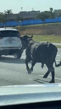 Moo've Out of the Way!: Two Cows Seen Running Through Busy Fort Myers Road