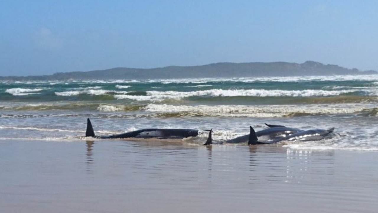 Nearly 400 whales are dead in mass stranding off coast of Australia - ABC  News