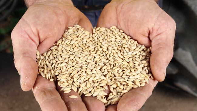 China has imposed a tariff on Australian barley imports. Picture: Emma Brasier