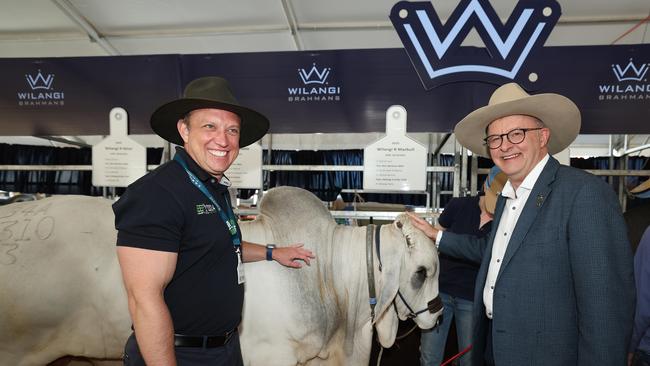 Prime Minister Anthony Albanese with Queensland Premier Stephen Miles at Beef Week in Rockhampton. Pic Annette Dew