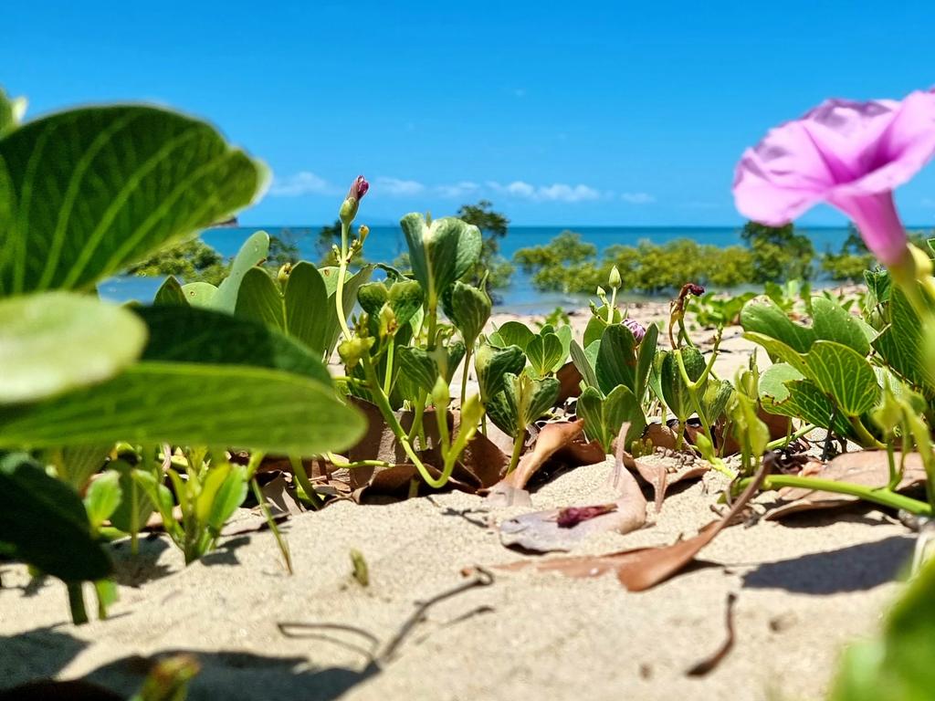 Mackay Daily Mercury reader Nikki Robertson captured this photo at Seaforth beach.