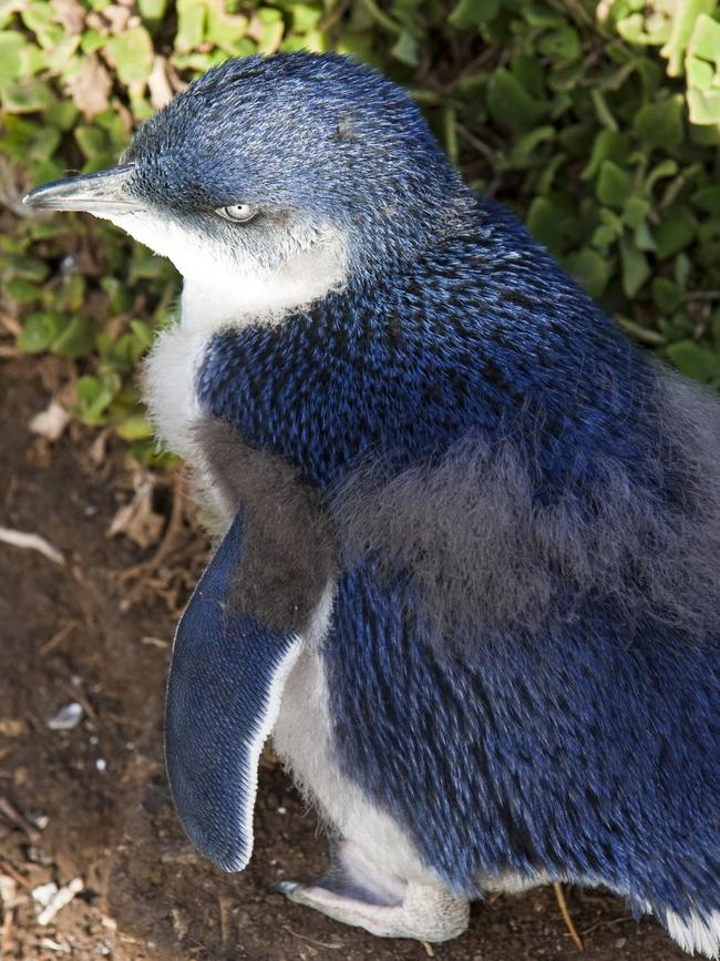 Penguins are known to socialise closely and share nesting sites, which is likely to make the disease spread faster. Picture: Hemis via AFP