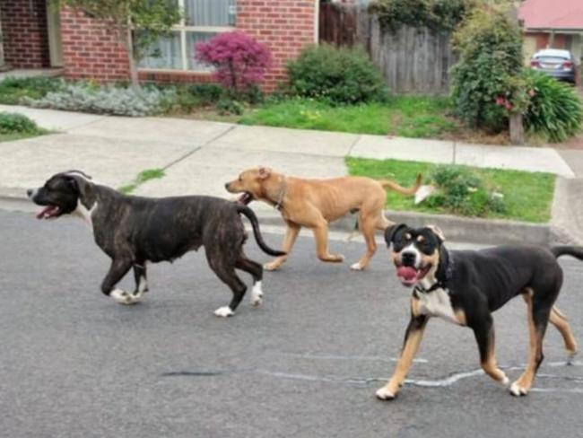 A photo uploaded to a Sunbury Community Facebook group of three dogs on the loose Thursday afternoon