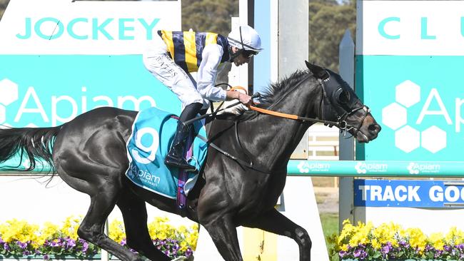 Sea King has joined Matt Dunn’s yard. Picture: Brett Holburt/Racing Photos via Getty Images