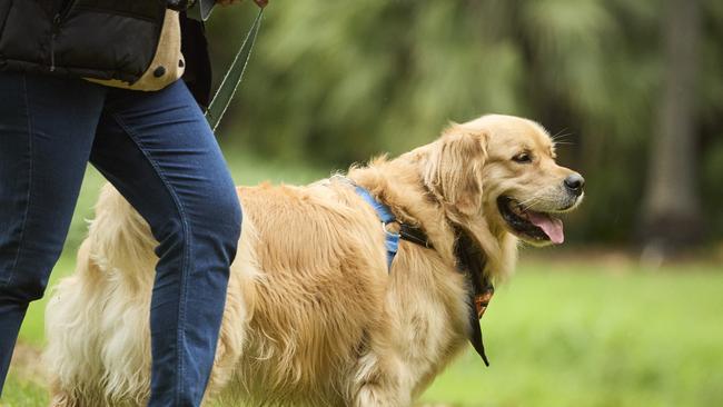 Million Paws Walk at Adelaide Botanic Gardens. Picture: Matt Loxton