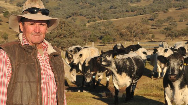 Beef cattle: Minnamurra Pastoral Company beefs up with Speckle Park ...