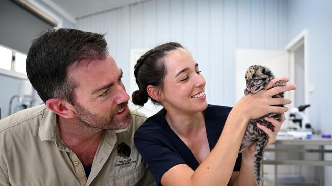 Ben and Kahlia Britton from the Wild Cat Conservation Centre are hand rearing newborn Mirri. Picture: Gregg Porteous.