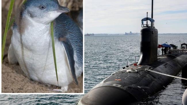Penguins ‘to torpedo AUKUS upgrades’