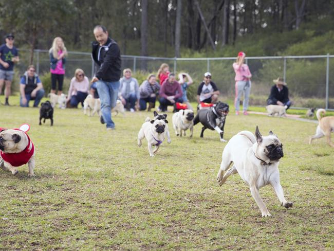 Macarthur Chronicle - Pictured: Pugs and other breeds race - Campbelltown Pug Club held a Pug meet and greet along with a few casual races at Mary Brookes Park, Kellerman Drive, Campbelltown NSW Australia. Other breeds of dog were also invited to race.