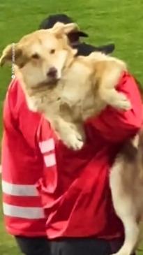 Dog storms football game to demand cuddles