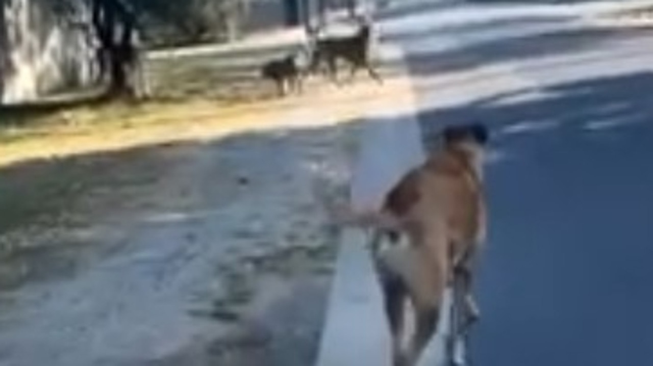 Cairns dog attack: Machans pet killed in vicious incident | The Cairns Post