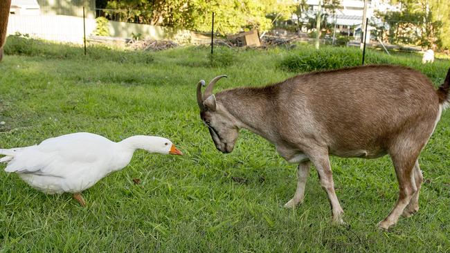 Yagi the goat was filmed having a fight with Captain Dirty Pants the goose at the Kruck household at Currumbin Valley. Picture: Jerad Williams