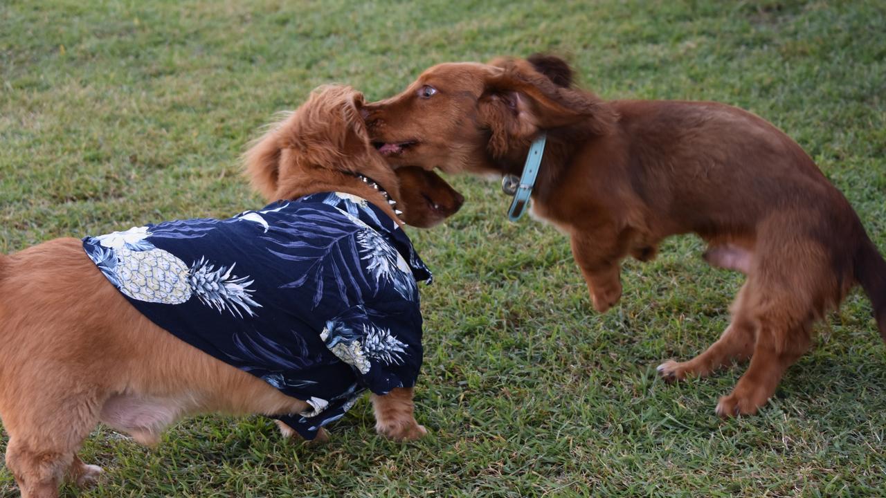 Max and Romeo playing together at the Mackay Dachshund Christmas Party. Photo: Janessa Ekert