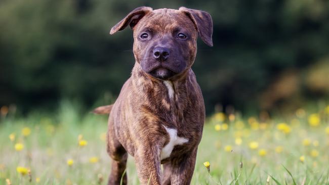 Purebred dog outdoors on a sunny summer day. staffy.