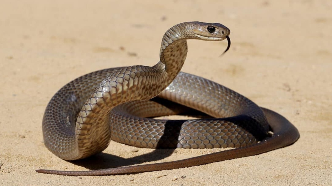 Man injects himself with deadly snake venom over 800 times
