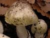 When it comes to mushrooms one witness says she can’t get enough