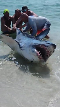 Massive shark lashes out at rescuers