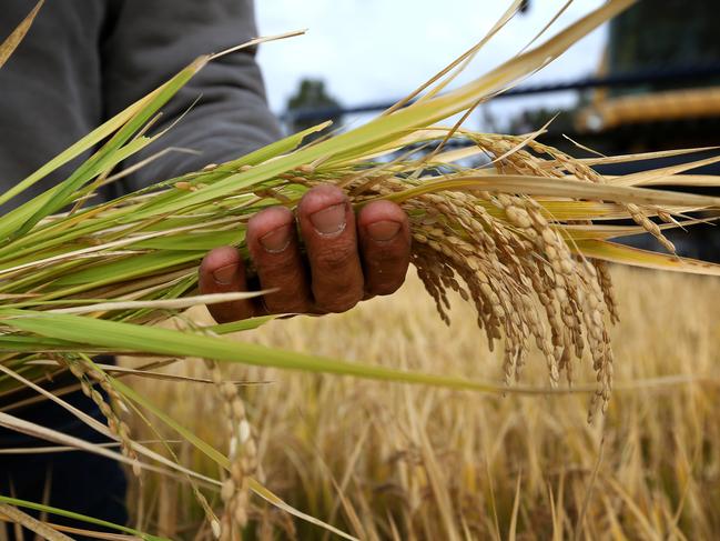 Rice harvest in off and running in the riverina. Jeremy Morton is a rice grower in Moulamein, NSW he is growing Koshihikari, a traditional Japanese sushi rice Picture: ANDY ROGERS