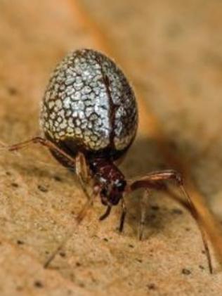 australia ain't eva seeing me #fypシ #spiderseason #arachnophobia #spid, biggest spider