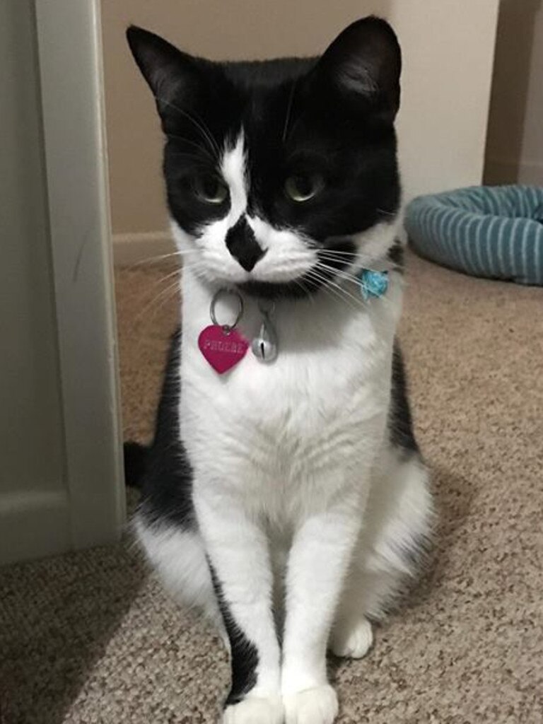 One of our babies with her diamond nose. Phoebe. Picture: Amanda Perkins. Caboolture's cutest cats.