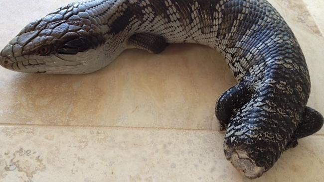 Blue tongue lizard survives after losing tail to whipper snipper