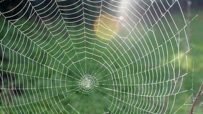 7 ways to spider-proof your house and garden | The Advertiser