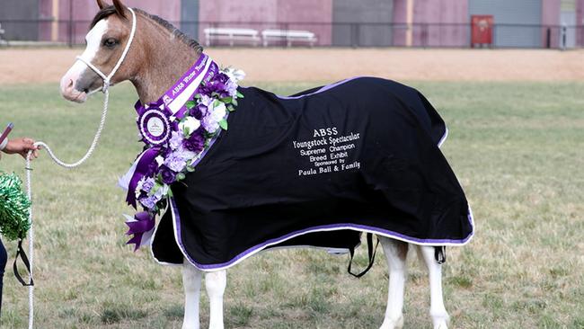 Prize filly: Helen Dohan’s roan Welsh yearling filly, Woranora Susanna, shown by Taylah Lee, was Youngstock grand champion exhibit.